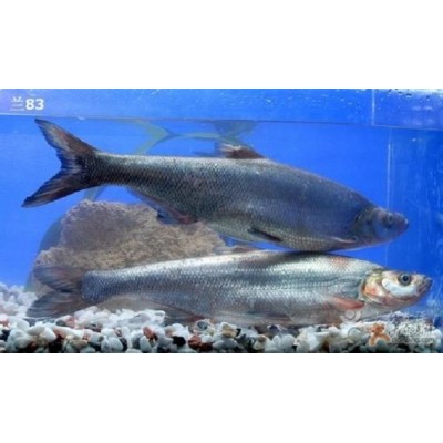 成品翘壳批发大翘壳 水产销售专业养殖 技术保障图2