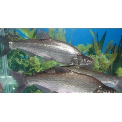 成品翘壳批发大翘壳 水产销售专业养殖 技术保障 成品翘壳批发大翘壳 水产销售专业养殖 技术保障