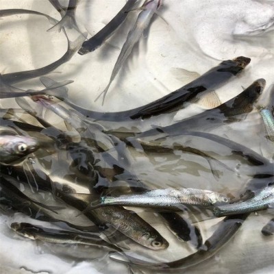 成品翘壳批发大翘壳 水产销售专业养殖 技术保障图4