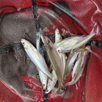 成品翘壳批发大翘壳 水产销售专业养殖 技术保障图3