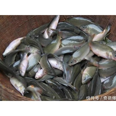 太安牟记生态养殖场-鲤鱼苗批发销售-规格齐全图2