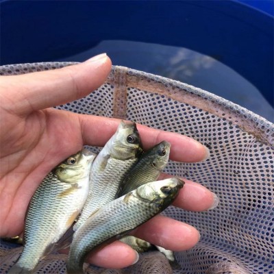 太安牟记生态养殖场-鲤鱼苗批发销售-规格齐全图4