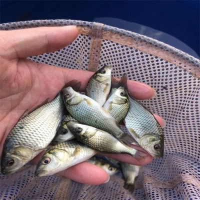 太安牟记生态养殖场-鲤鱼苗批发销售-规格齐全图5