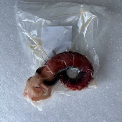 八爪足 鱿鱼腿图4