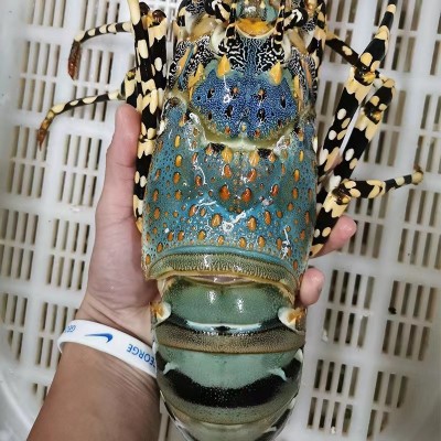 【宫前湾】东山岛龙虾大花龙中华锦绣龙虾海鲜酒店供应图3