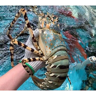 【宫前湾】东山岛龙虾大花龙中华锦绣龙虾海鲜酒店供应图2