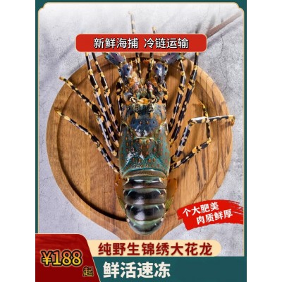 【宫前湾】东山岛龙虾大花龙中华锦绣龙虾海鲜酒店供应 【宫前湾】东山岛龙虾大花龙中华锦绣龙虾海鲜酒店供应