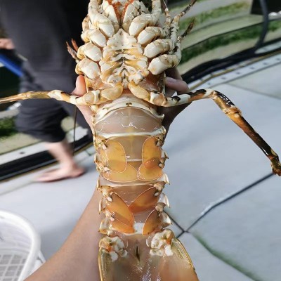 【宫前湾】东山岛龙虾大花龙中华锦绣龙虾海鲜酒店供应图5