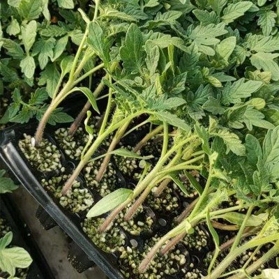嫁接小番茄苗 小西红柿育苗厂 樱桃番茄苗图5