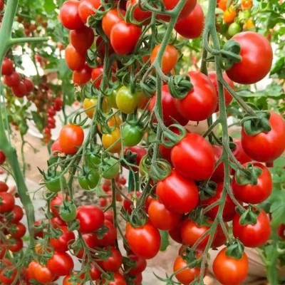 嫁接小番茄苗 小西红柿育苗厂 樱桃番茄苗 嫁接小番茄苗 小西红柿育苗厂 樱桃番茄苗