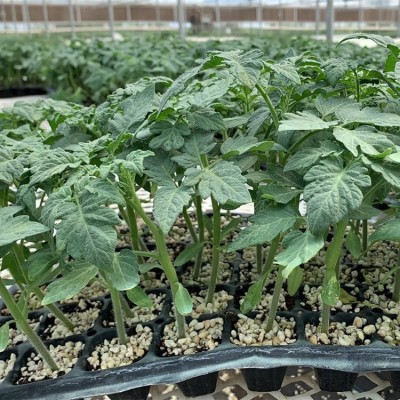 嫁接小番茄苗 小西红柿育苗厂 樱桃番茄苗图3