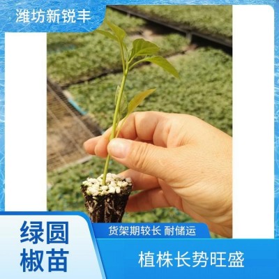 新锐丰 朝天椒 朝天椒苗 牛角椒育苗基地 肥水充足后期果基本不变短图2