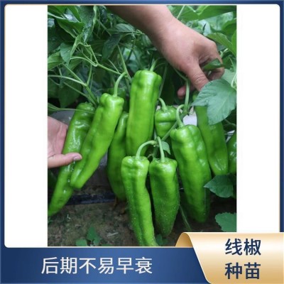 新锐丰 朝天椒 朝天椒苗 牛角椒育苗基地 肥水充足后期果基本不变短 新锐丰 朝天椒 朝天椒苗 牛角椒育苗基地 肥水充足后期果基本不变短