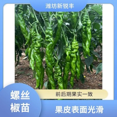 新锐丰 朝天椒 朝天椒苗 牛角椒育苗基地 肥水充足后期果基本不变短图4