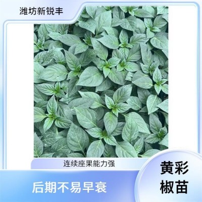 新锐丰 朝天椒 朝天椒苗 牛角椒育苗基地 肥水充足后期果基本不变短图3