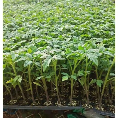 松原西红柿苗 秋冬一大茬西红柿苗 西红柿苗厂图2