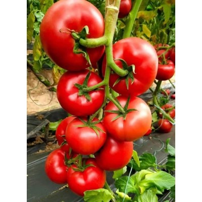 松原西红柿苗 秋冬一大茬西红柿苗 西红柿苗厂 松原西红柿苗 秋冬一大茬西红柿苗 西红柿苗厂