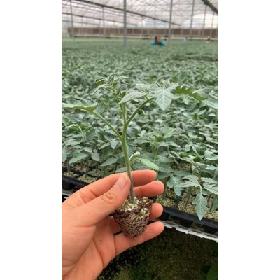 松原西红柿苗 秋冬一大茬西红柿苗 西红柿苗厂图3
