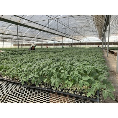 松原西红柿苗 秋冬一大茬西红柿苗 西红柿苗厂图4