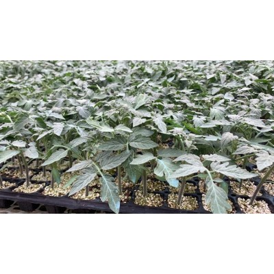 松原西红柿苗 秋冬一大茬西红柿苗 西红柿苗厂图5