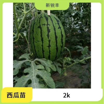 西瓜种苗 新锐丰 质脆而多汁 西瓜苗 礼品黄瓤西瓜嫁接苗 早熟 西瓜种苗 新锐丰 质脆而多汁 西瓜苗 礼品黄瓤西瓜嫁接苗 早熟