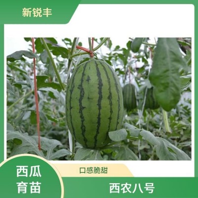 西瓜种苗 新锐丰 质脆而多汁 西瓜苗 礼品黄瓤西瓜嫁接苗 早熟图4