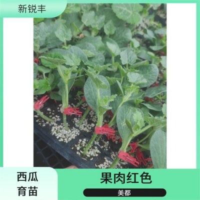 西瓜种苗 新锐丰 质脆而多汁 西瓜苗 礼品黄瓤西瓜嫁接苗 早熟图5