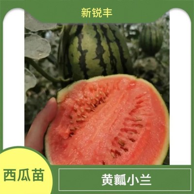 西瓜种苗 新锐丰 质脆而多汁 西瓜苗 礼品黄瓤西瓜嫁接苗 早熟图2
