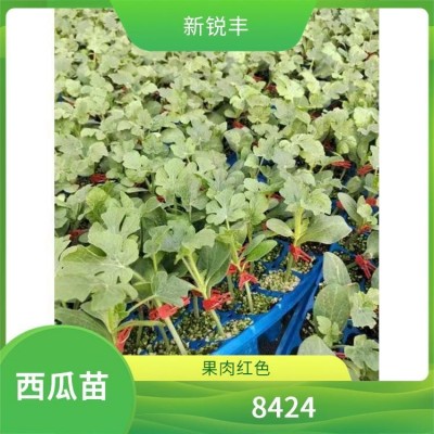 西瓜种苗 新锐丰 质脆而多汁 西瓜苗 礼品黄瓤西瓜嫁接苗 早熟图3