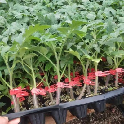 大红番茄苗 越夏西红柿苗 思贝德西红柿育苗厂图4