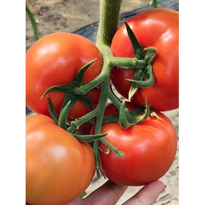 大红番茄苗 越夏西红柿苗 思贝德西红柿育苗厂图2