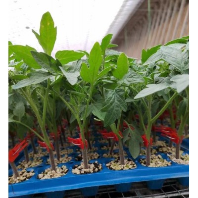 大红番茄苗 越夏西红柿苗 思贝德西红柿育苗厂图3