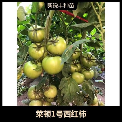 中硬度大果柿子 转色均匀 萼片厚 果高圆形 靓丽的深粉色图5