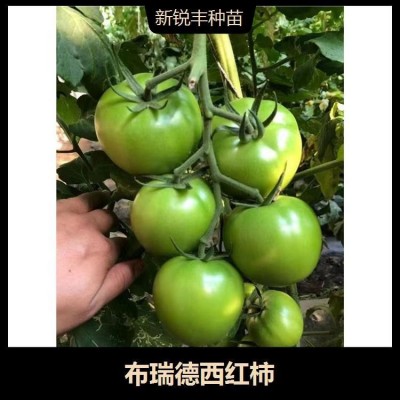 中硬度大果柿子 转色均匀 萼片厚 果高圆形 靓丽的深粉色图3