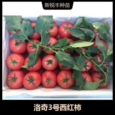 中硬度大果柿子 转色均匀 萼片厚 果高圆形 靓丽的深粉色图2