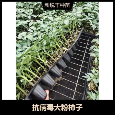 中硬度大果柿子 转色均匀 萼片厚 果高圆形 靓丽的深粉色图4