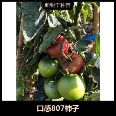 中硬度大果柿子 转色均匀 萼片厚 果高圆形 靓丽的深粉色 中硬度大果柿子 转色均匀 萼片厚 果高圆形 靓丽的深粉色