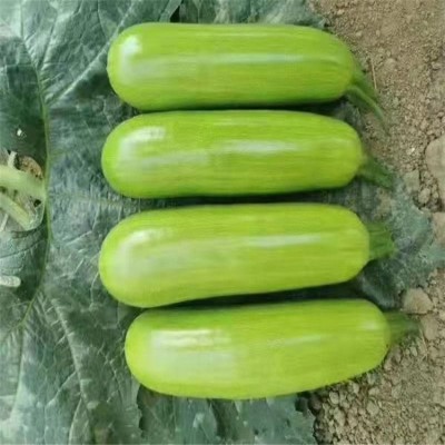 西葫芦种子 西葫芦种苗 佳鸿种业 抗病西葫芦种苗 西葫芦种子 西葫芦种苗 佳鸿种业 抗病西葫芦种苗