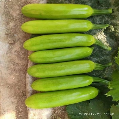 西葫芦种子 西葫芦种苗 佳鸿种业 抗病西葫芦种苗图2