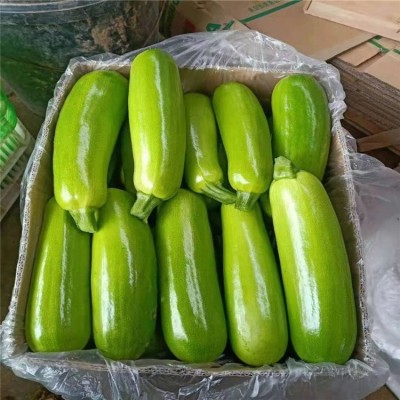 西葫芦种子 西葫芦种苗 佳鸿种业 抗病西葫芦种苗图5