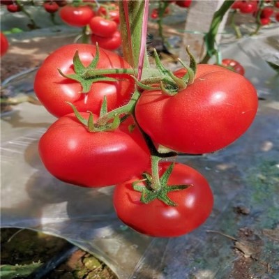 大红番茄苗早熟品种 大粉番茄 抗病毒西红柿苗 佳鸿种业 现货速发图3