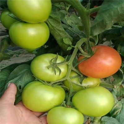 大红番茄苗早熟品种 大粉番茄 抗病毒西红柿苗 佳鸿种业 现货速发图5