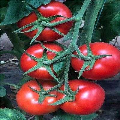 大红番茄苗早熟品种 大粉番茄 抗病毒西红柿苗 佳鸿种业 现货速发 大红番茄苗早熟品种 大粉番茄 抗病毒西红柿苗 佳鸿种业 现货速发