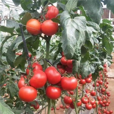 大红番茄苗早熟品种 大粉番茄 抗病毒西红柿苗 佳鸿种业 现货速发图2