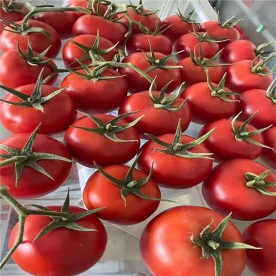 大红西红柿苗子 大矮生番茄菜苗 皮薄口感好耐低温图2