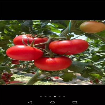 大红西红柿苗子 大矮生番茄菜苗 皮薄口感好耐低温图4