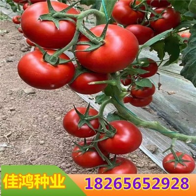 大红西红柿苗子 大矮生番茄菜苗 皮薄口感好耐低温 大红西红柿苗子 大矮生番茄菜苗 皮薄口感好耐低温