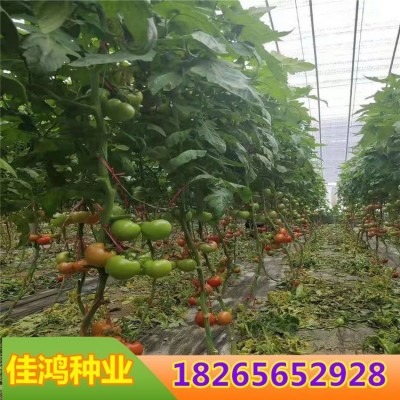 大红西红柿苗子 大矮生番茄菜苗 皮薄口感好耐低温图3