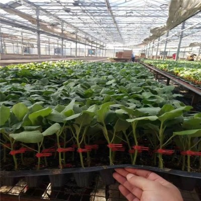 布利塔茄子嫁接苗 佳鸿种业 765长茄苗 嫁接圆茄苗 欢迎致电咨询图5