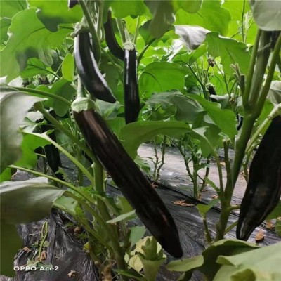 布利塔茄子嫁接苗 佳鸿种业 765长茄苗 嫁接圆茄苗 欢迎致电咨询图3